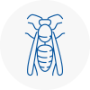 County Durham Wasp Nest Removal